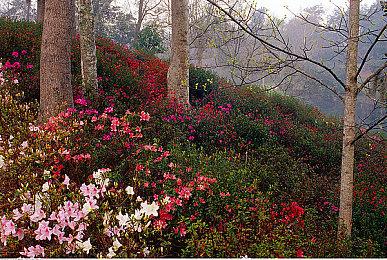 索尼：《羊蹄山之魂》的发售意味着“单机计划”的开始